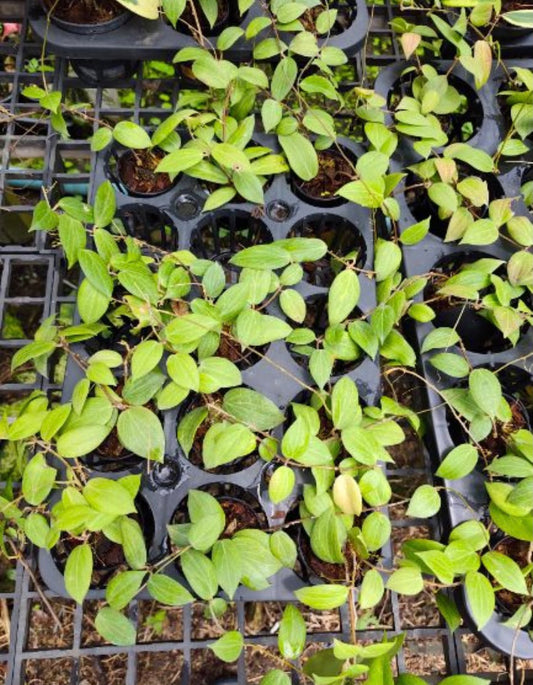 Hoya Finchii