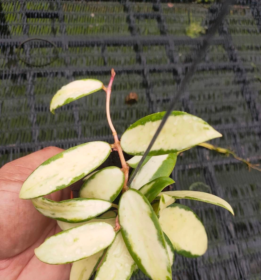 Hoya Acuta Variegated Inner white