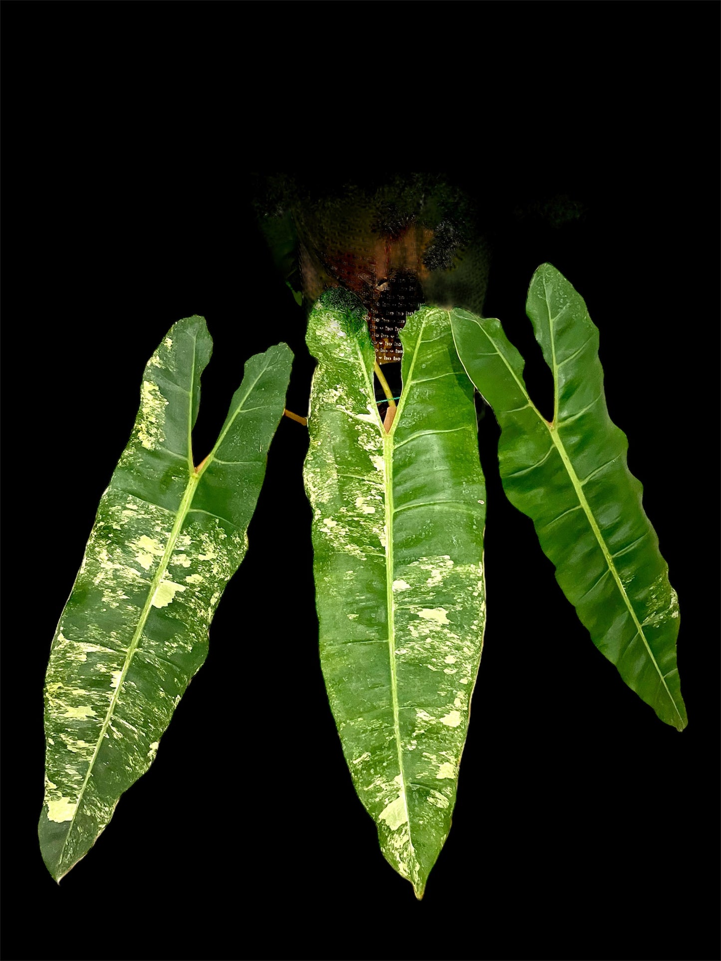 Philodendron Billietia variegated X-Large 3 leafers