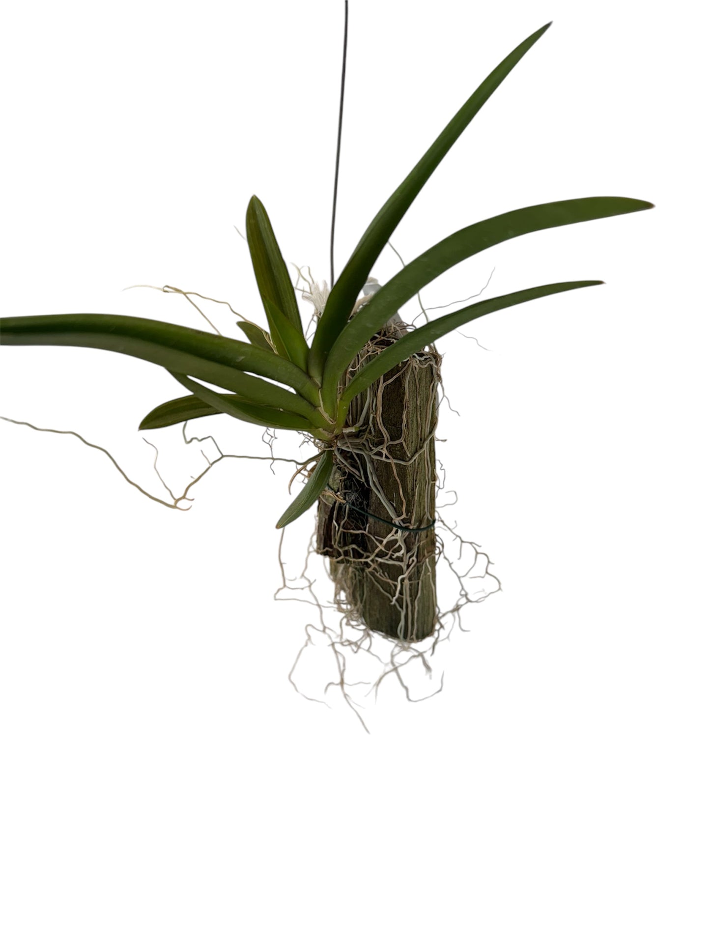 Orchid Lonopsis Uticlarioides.