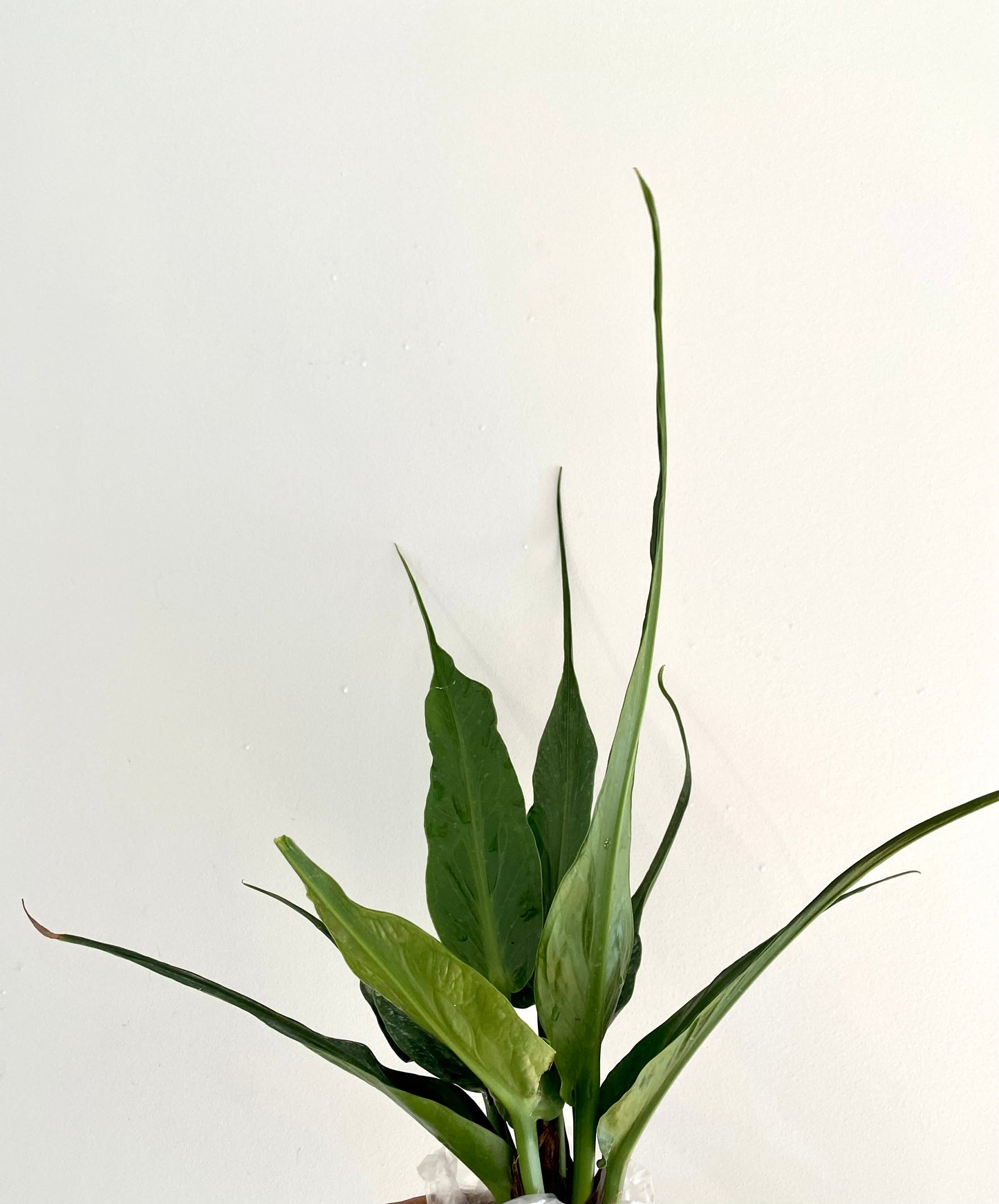 Auturium Jenmanii Angel Wings Large( Rare find from Philippine)
