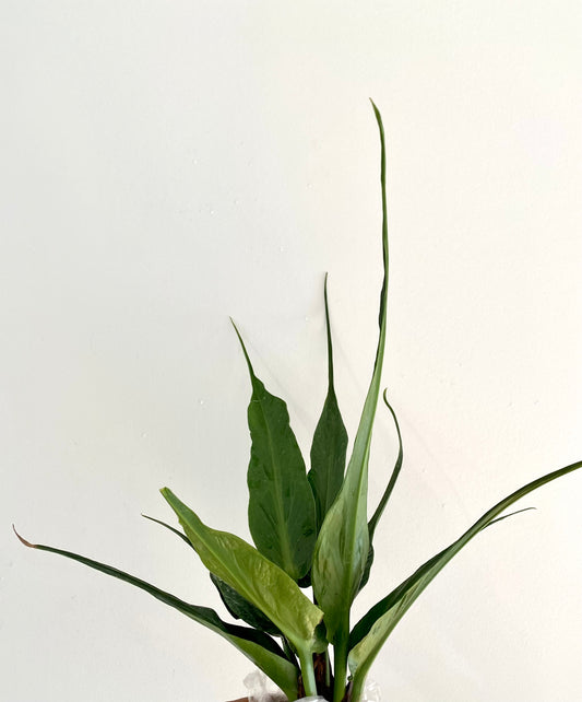 Auturium Jenmanii Angel Wings Large( Rare find from Philippine)