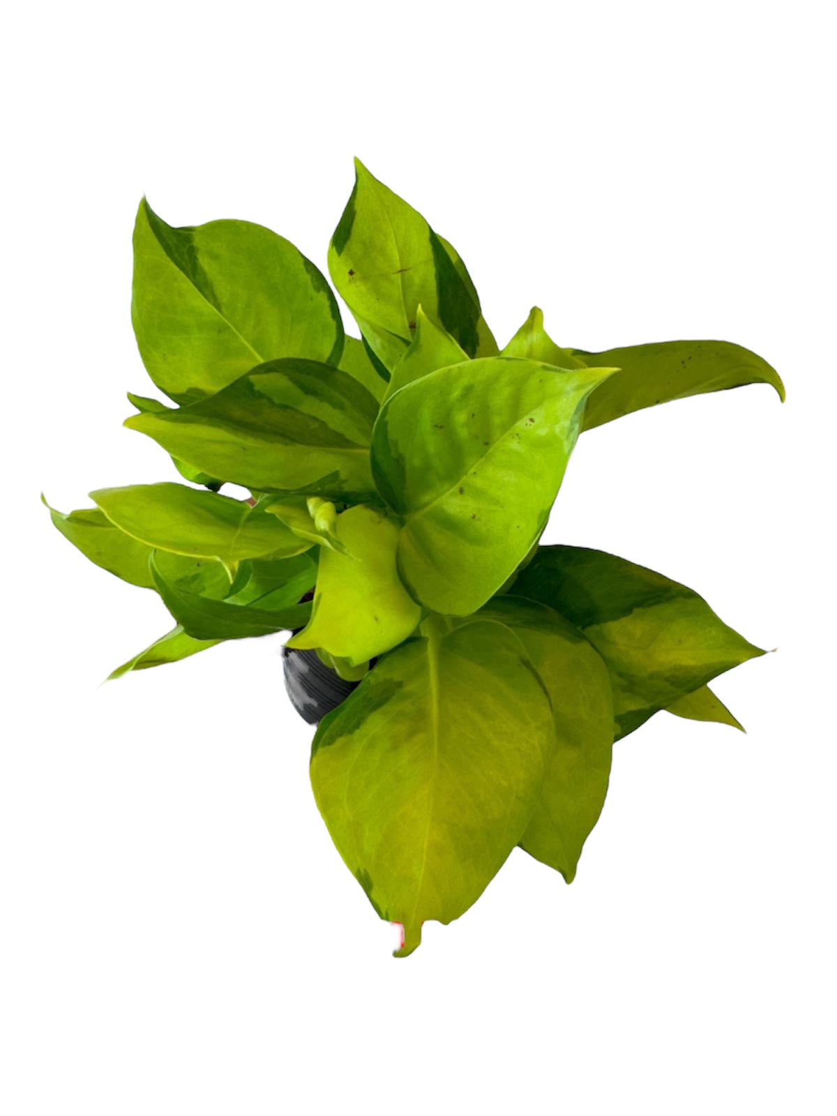 Epipremnum Neon Joy variegated
