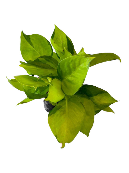 Epipremnum Neon Joy variegated