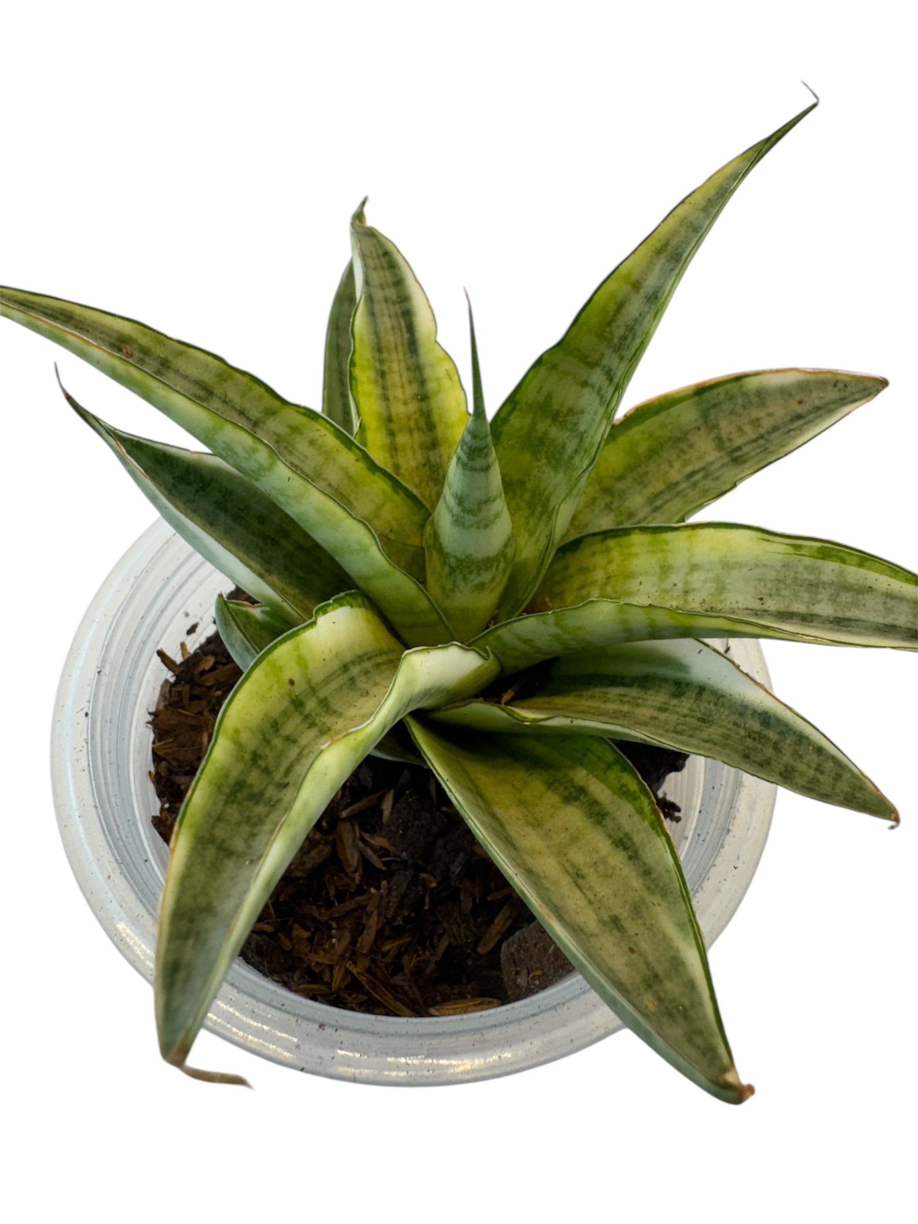 sansevieria gabriella Sansevieria Gabriella White Variegated