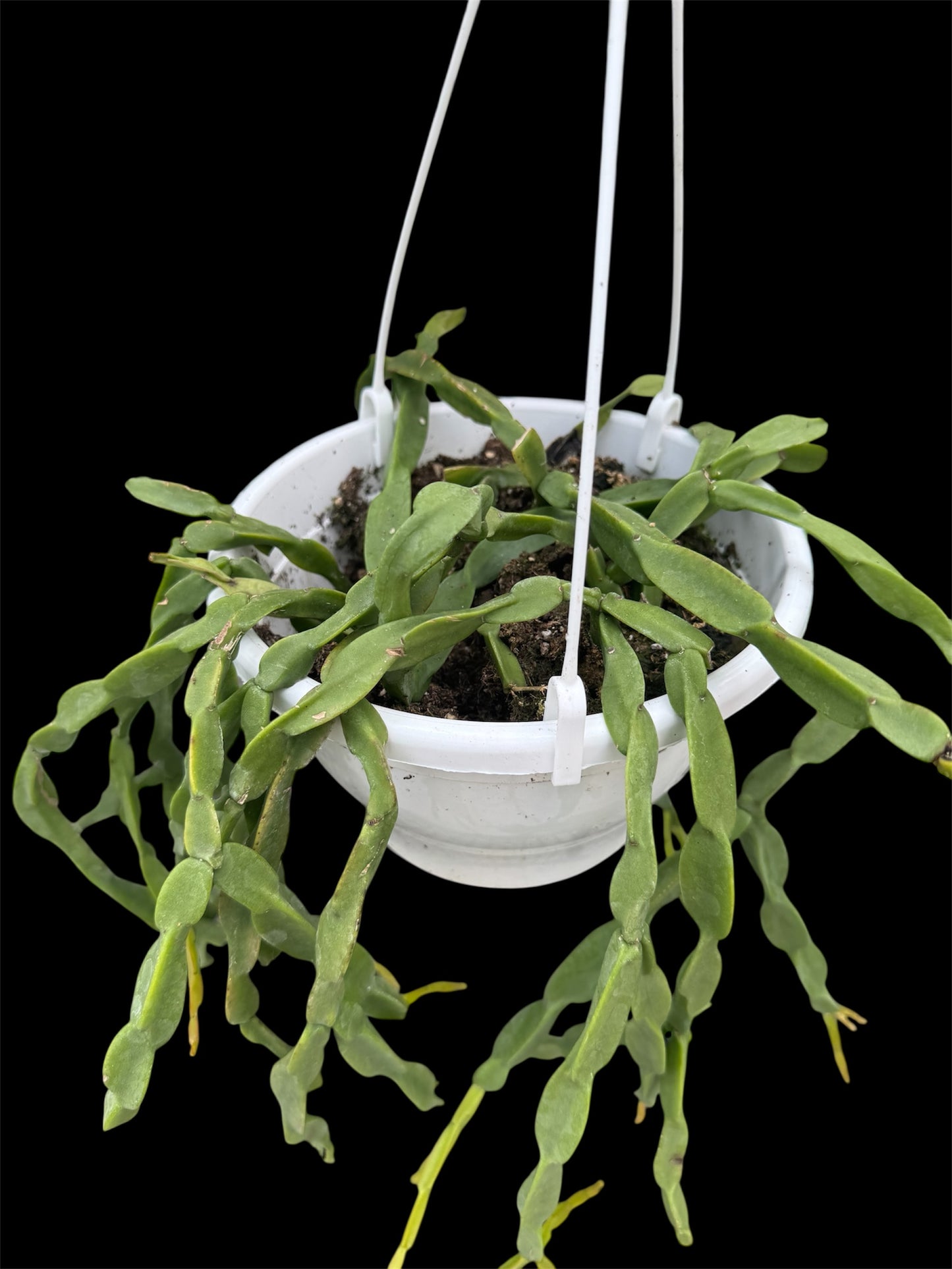 Rhipsalis Paradoxa Large