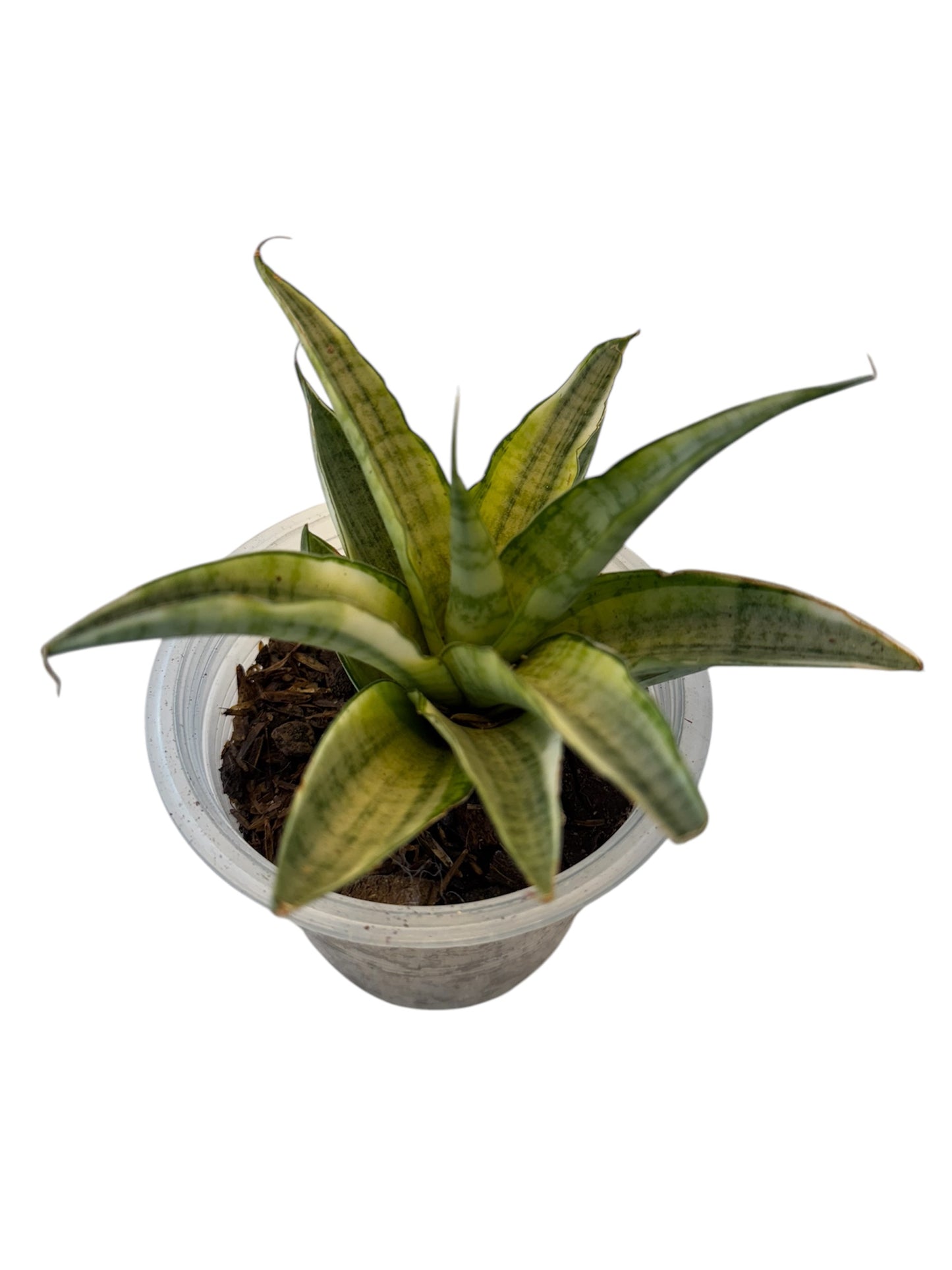 Sansevieria Gabriella White Variegated