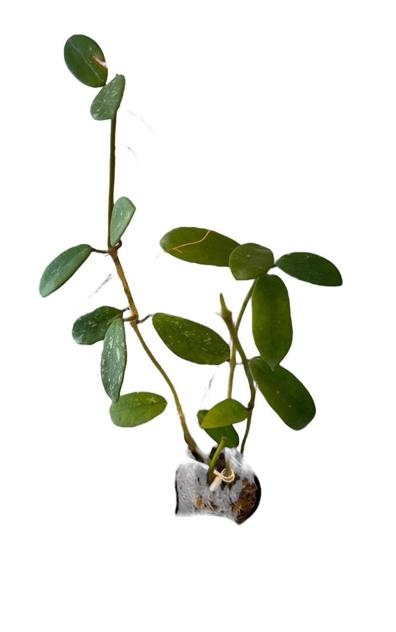 Hoya diversifolia splash