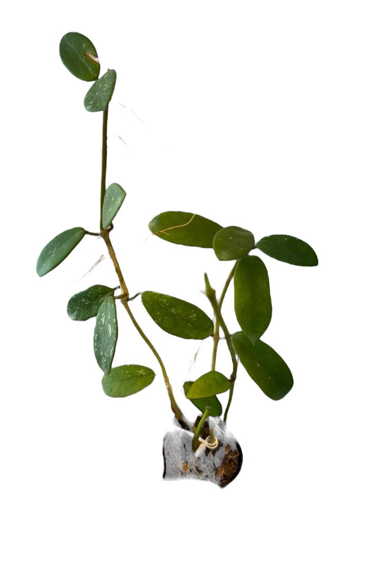 Hoya diversifolia splash