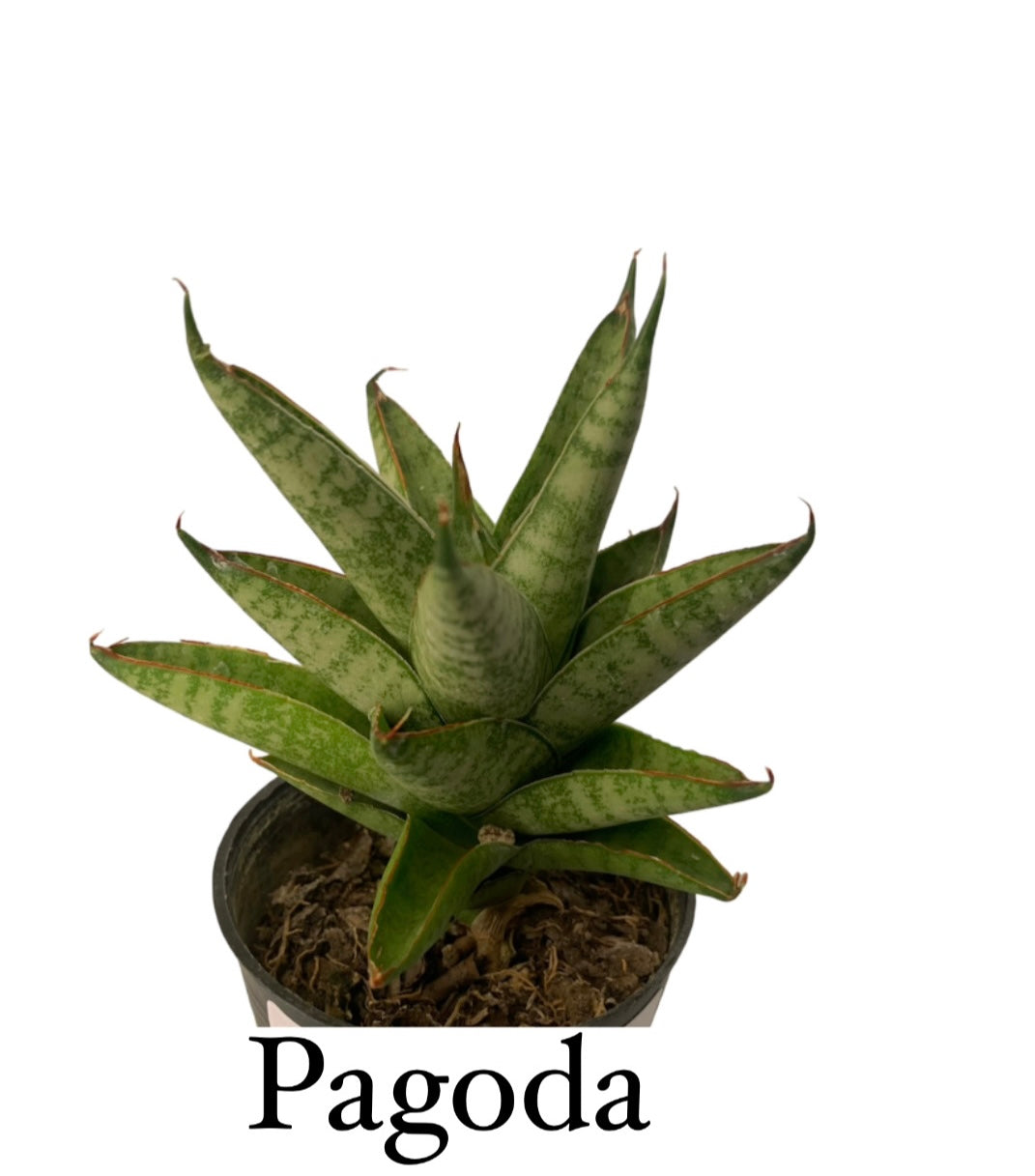 sansevieria pagoda hybrid Sansevieria Pagoda