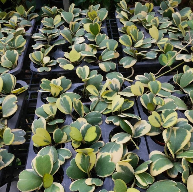 Hoya Kerri Heart Variegated