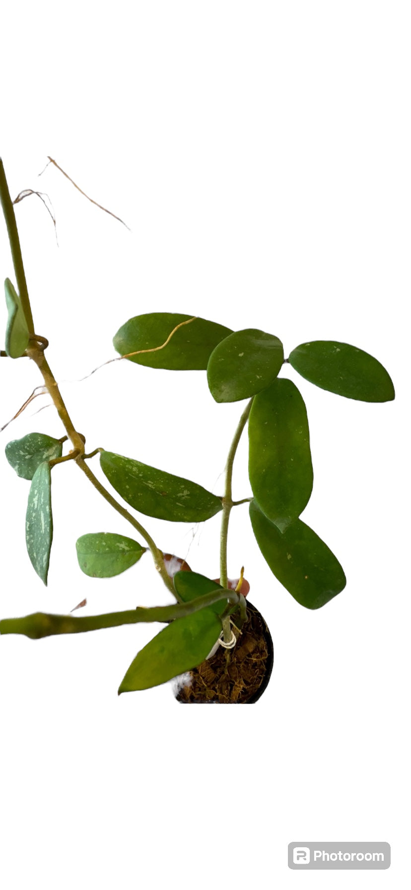 Hoya diversifolia splash