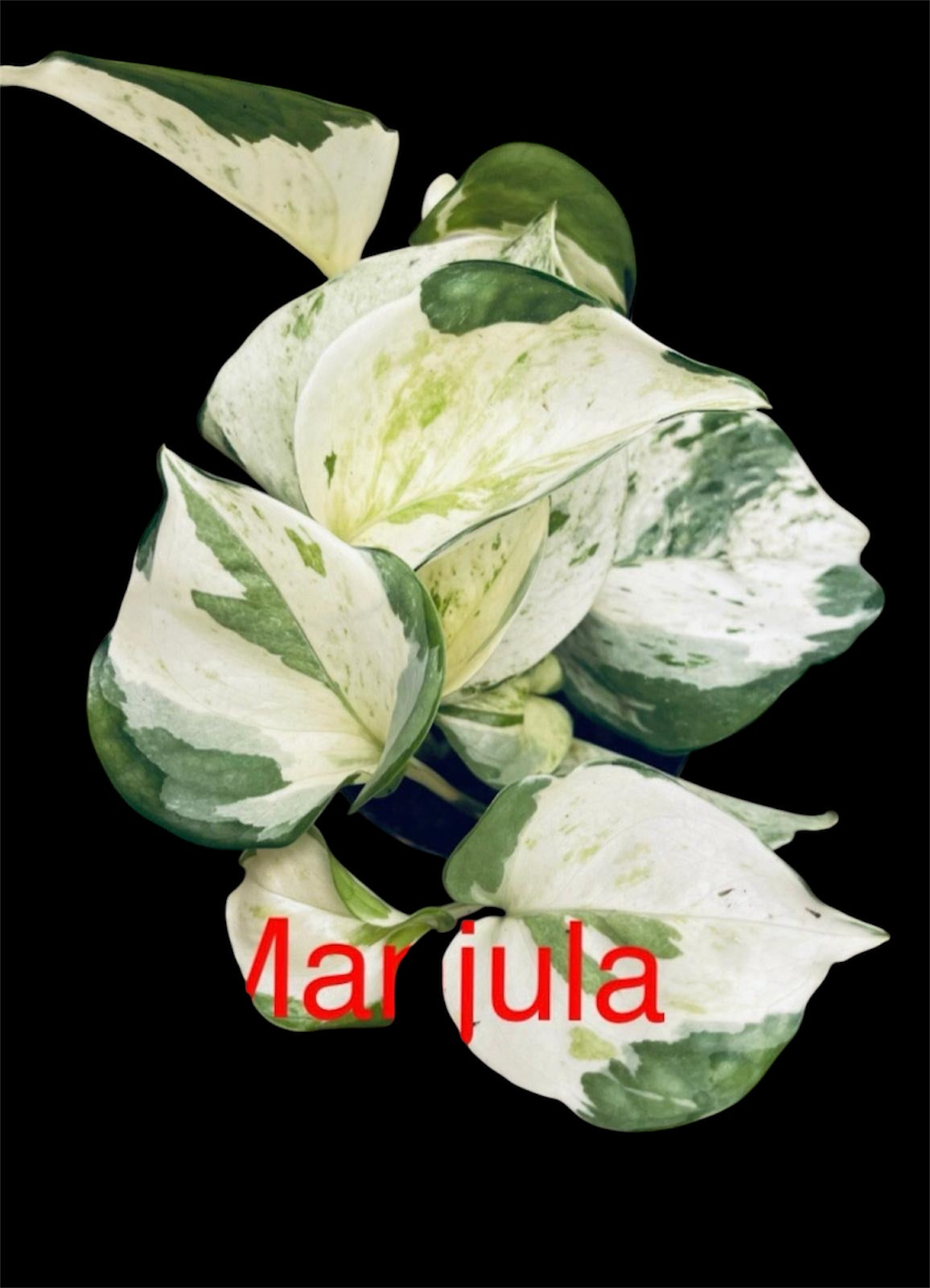 Epipremnum Manjula Potos