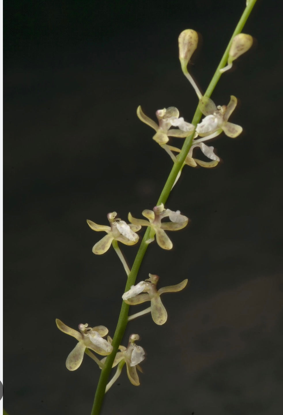 Orchid Varieties