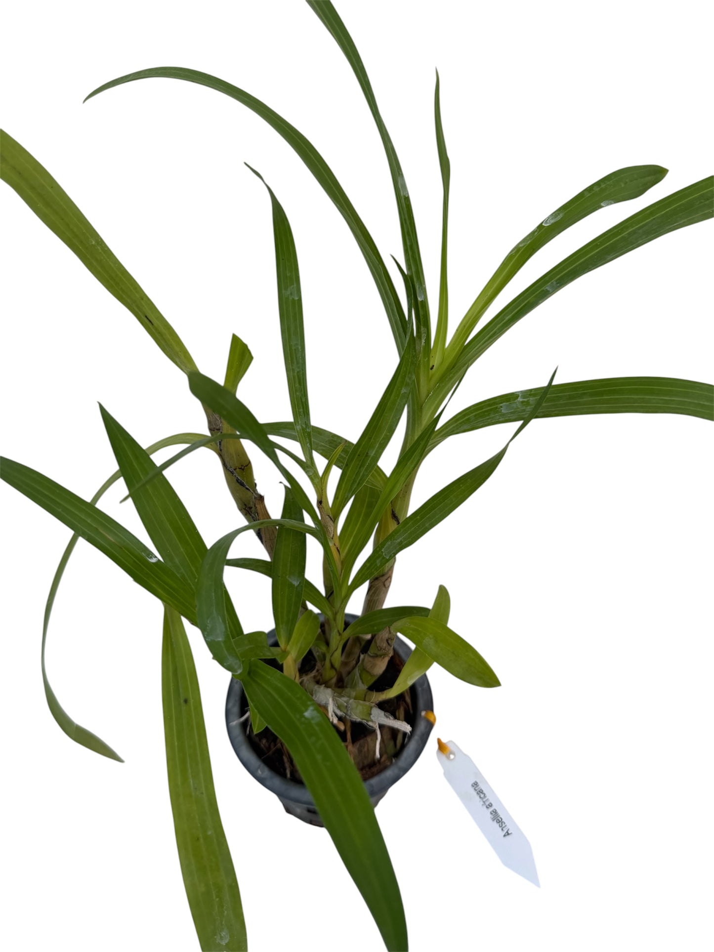 Maxillaria tenuifolia ‘Variegated” (often called the Coconut Orchid)
