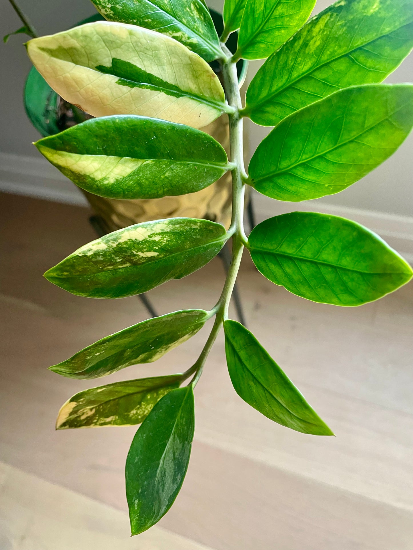 Zamioculcas zamiifolia yellow variegated ZZ