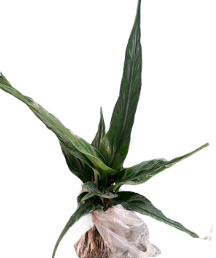 Auturium Jenmanii Angel Wings Large( Rare find from Philippine)