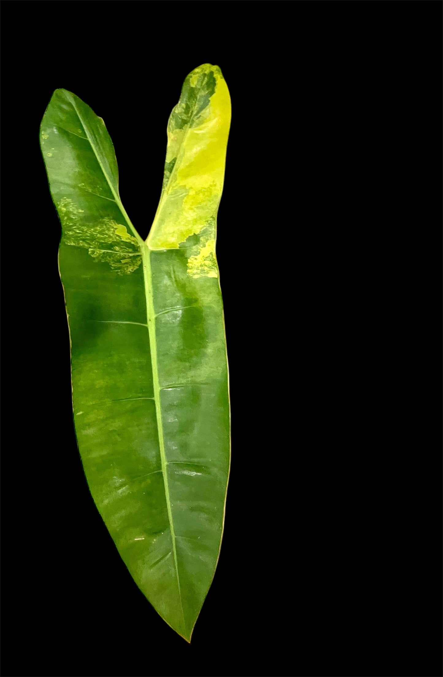 Philodendron Billietia variegated X-Large 3 leafers