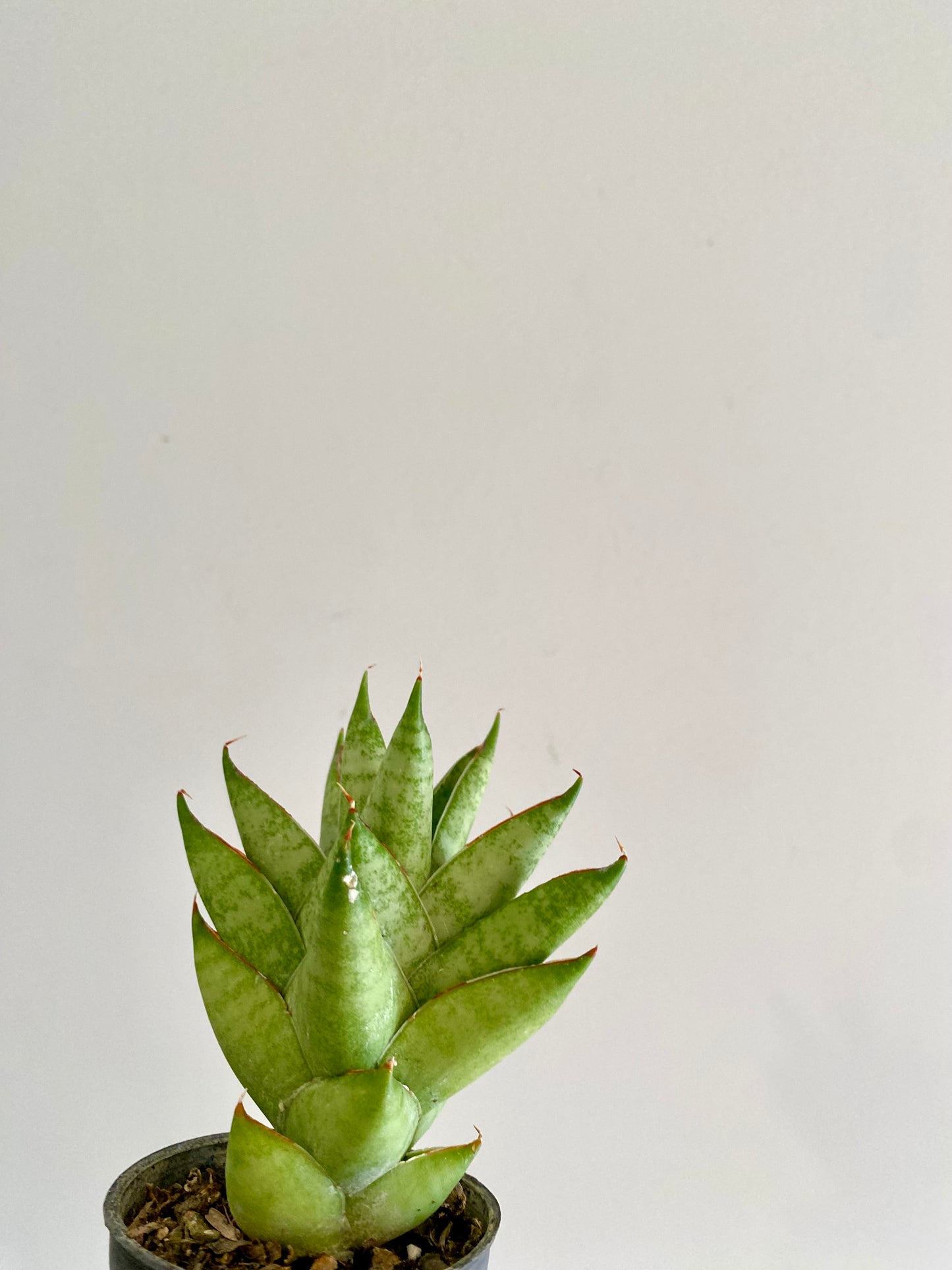 Sansevieria Hanami