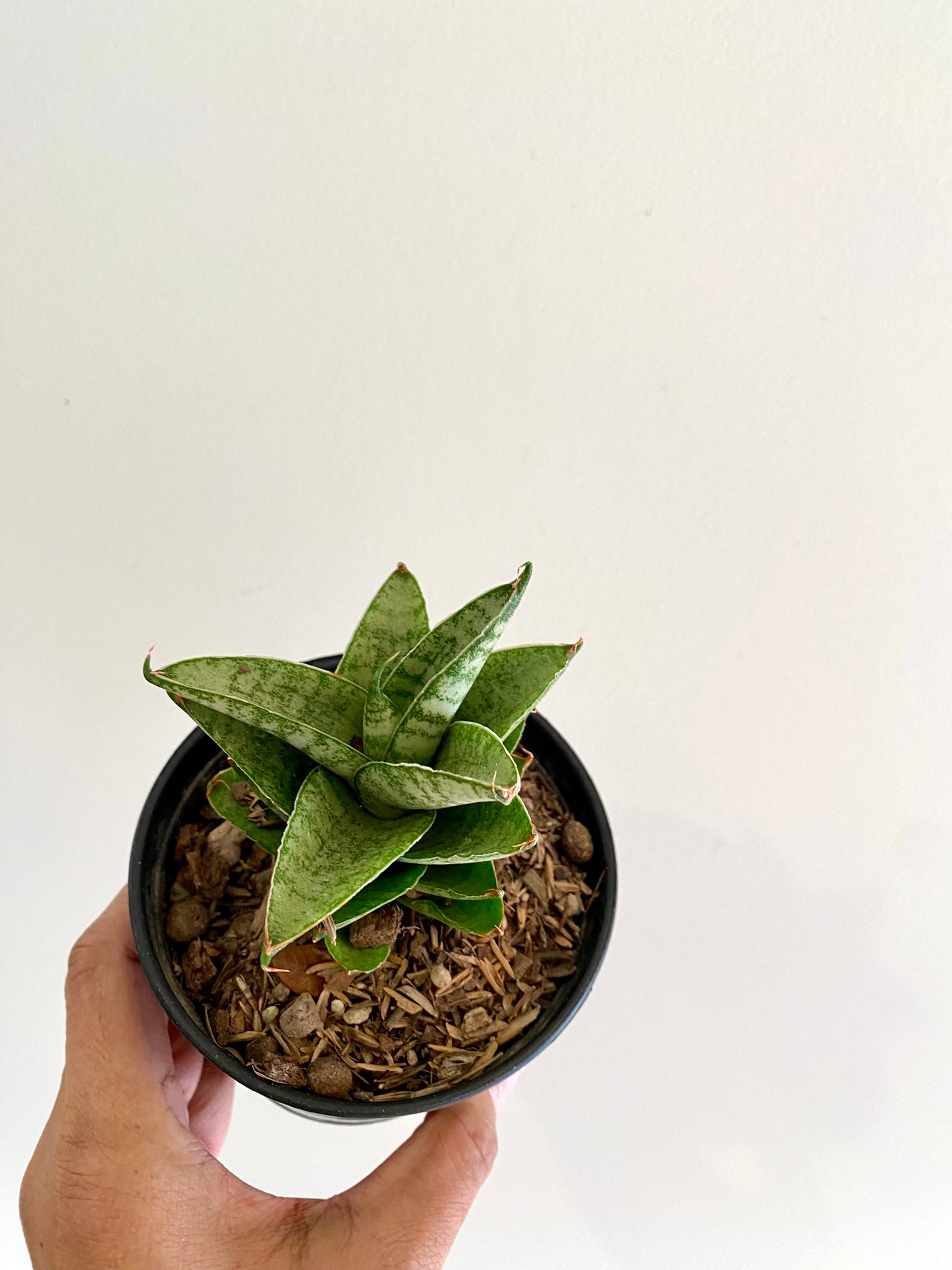 Sansevieria Pagoda