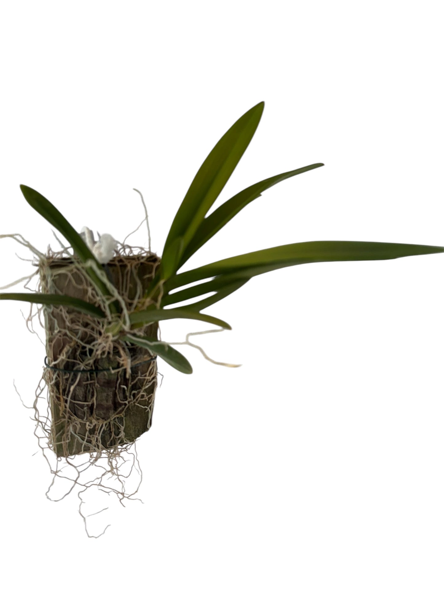 Orchid Lonopsis Uticlarioides.