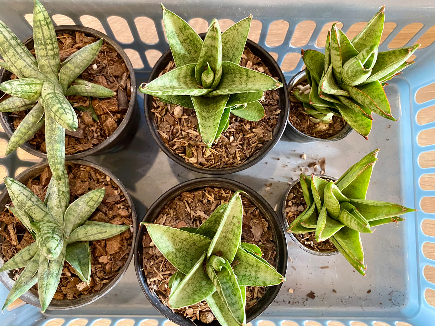 Sansevieria Pagoda