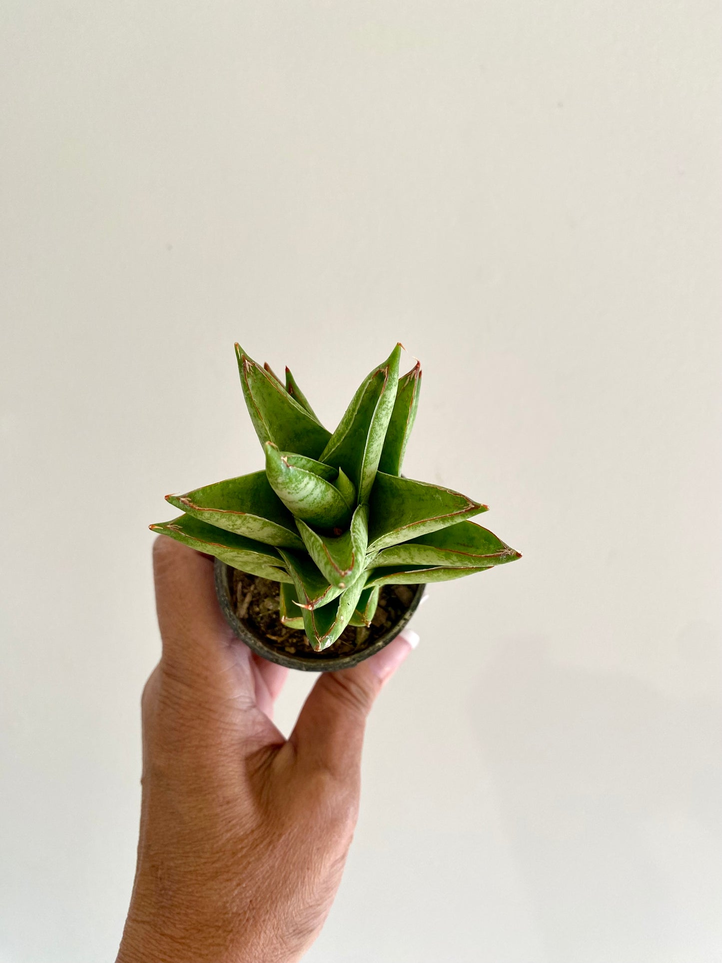Sansevieria Hanami