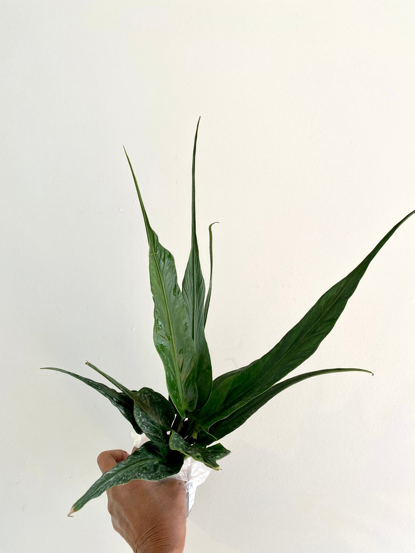 Auturium Jenmanii Angel Wings Large( Rare find from Philippine)