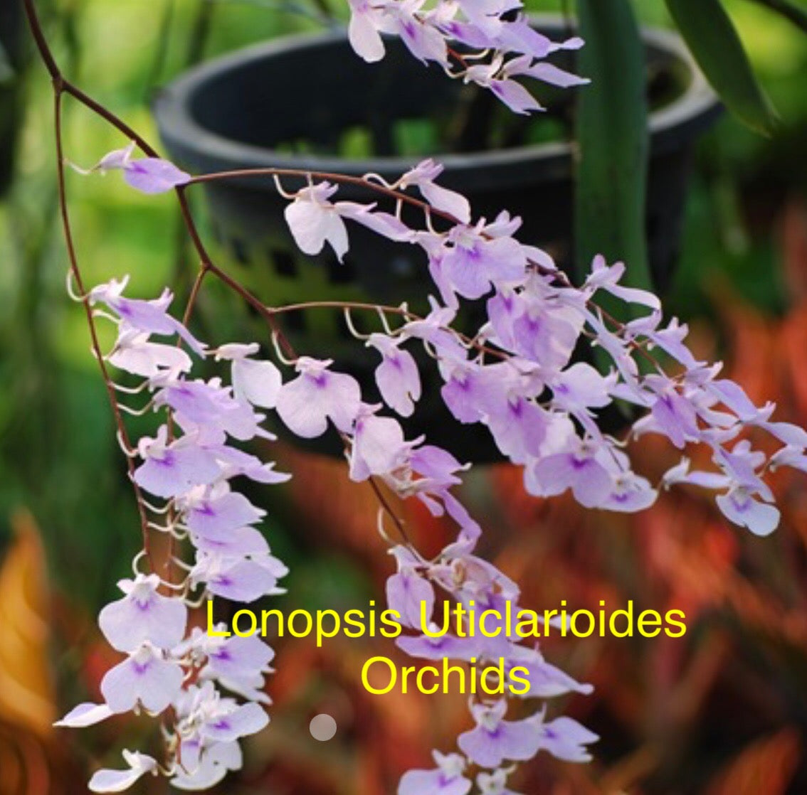 Orchid Lonopsis Uticlarioides.