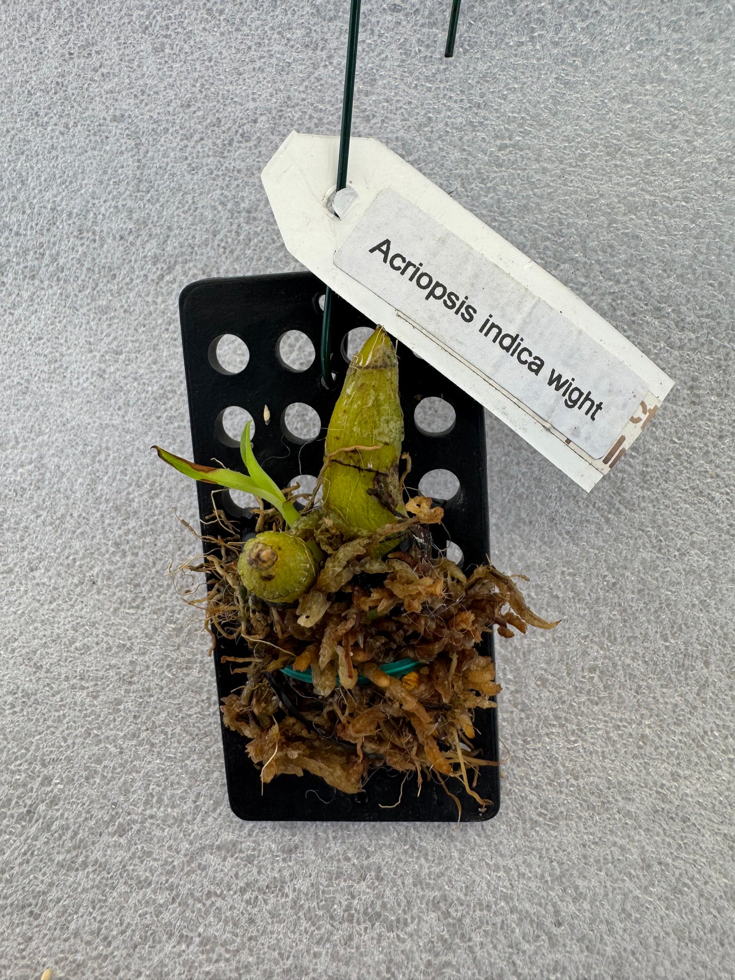 Orchid Varieties