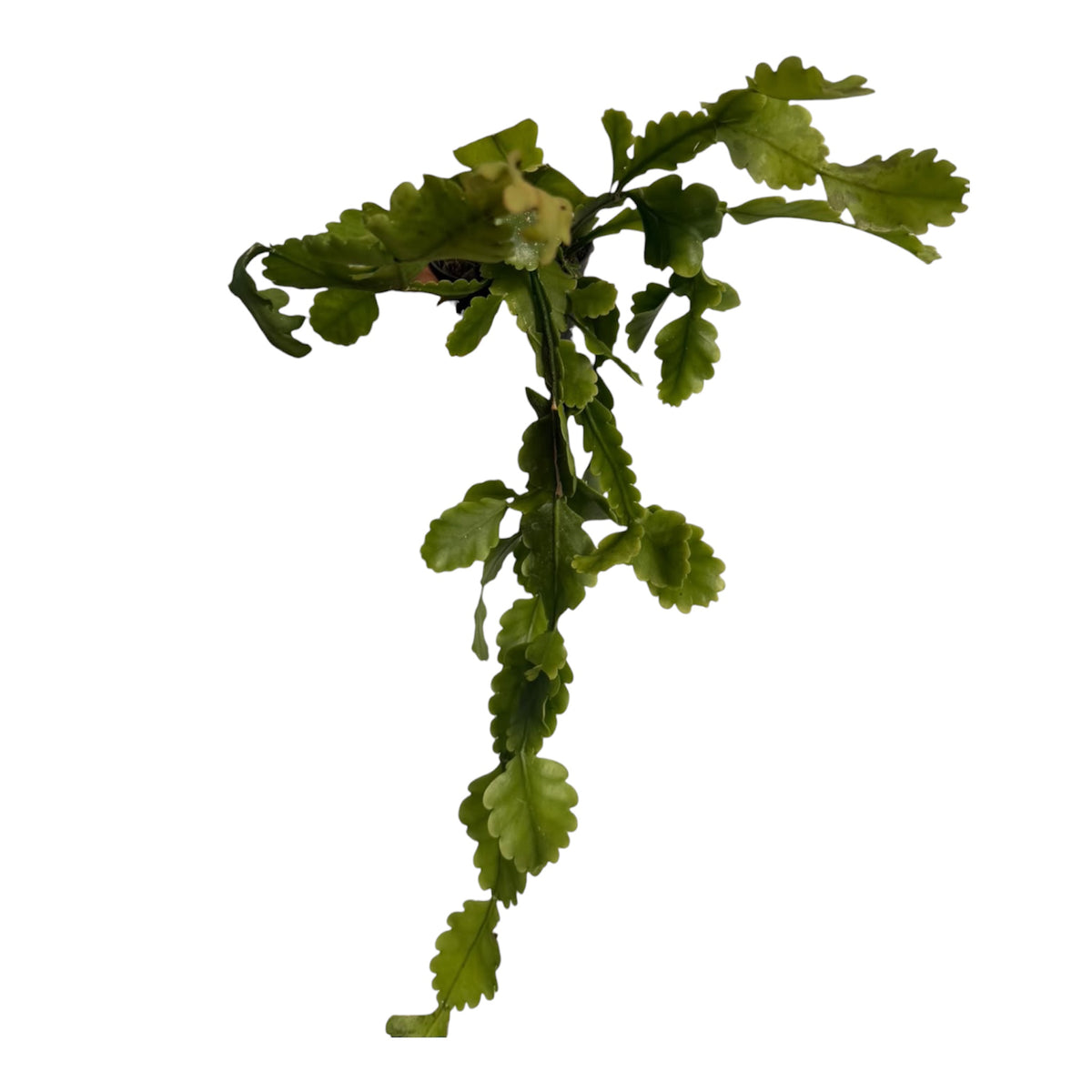 Rhipsalis Oblonga