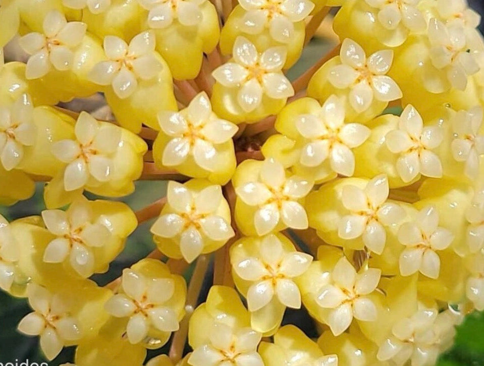 Hoya vitellinoides Vine