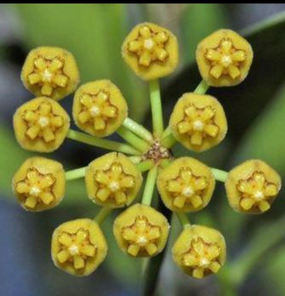 Hoya tsangii large