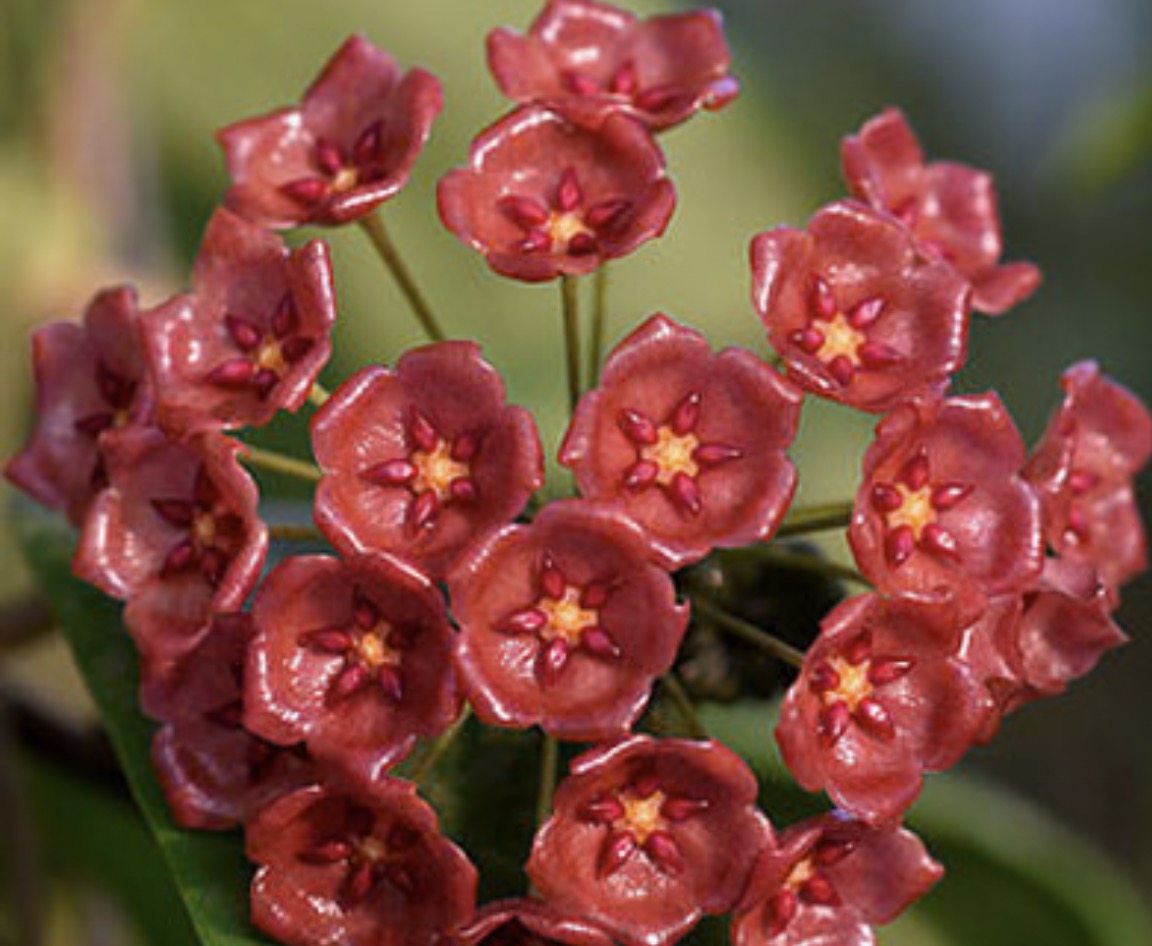 Hoya siariae red Vine
