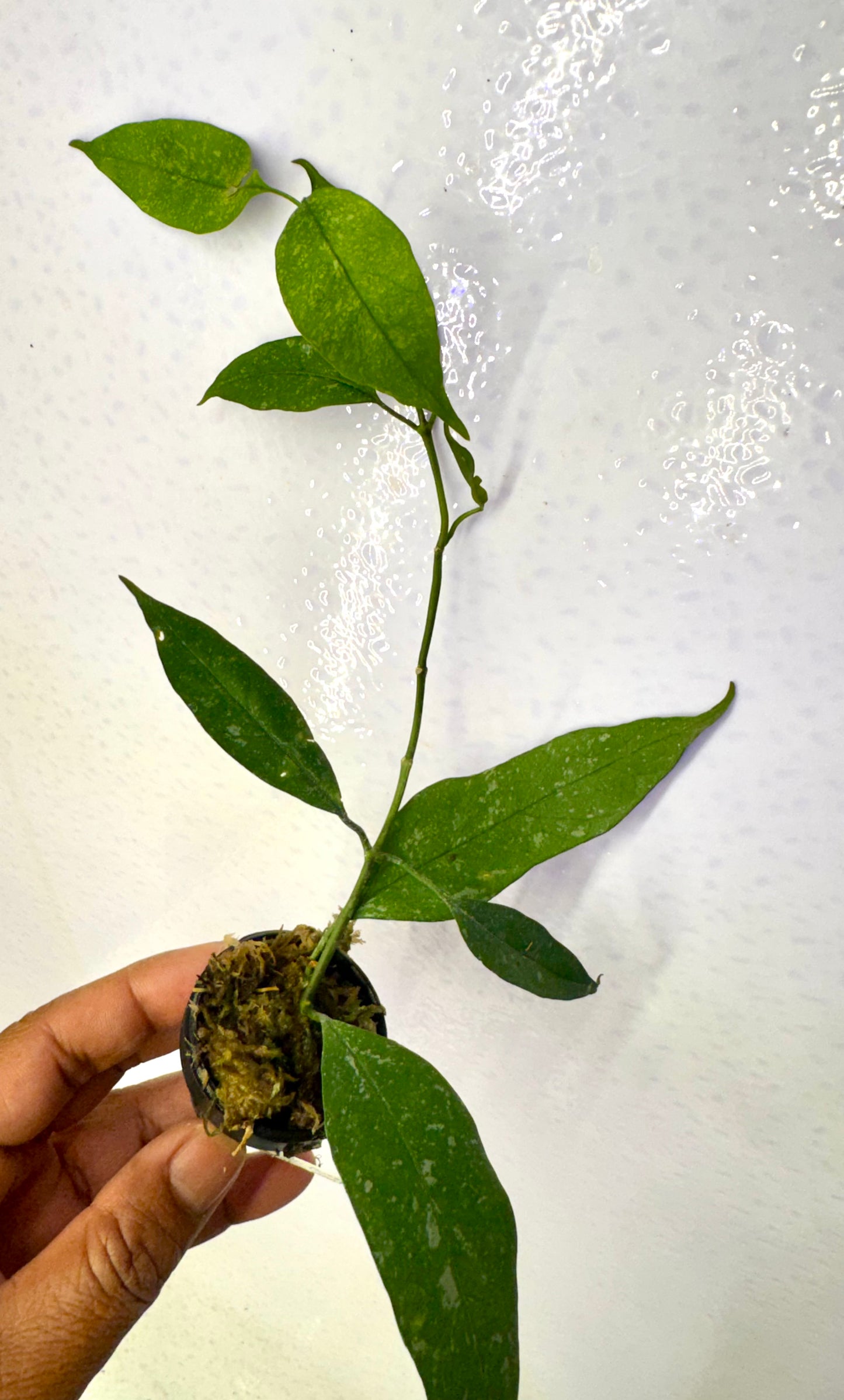Hoya Multifora splash