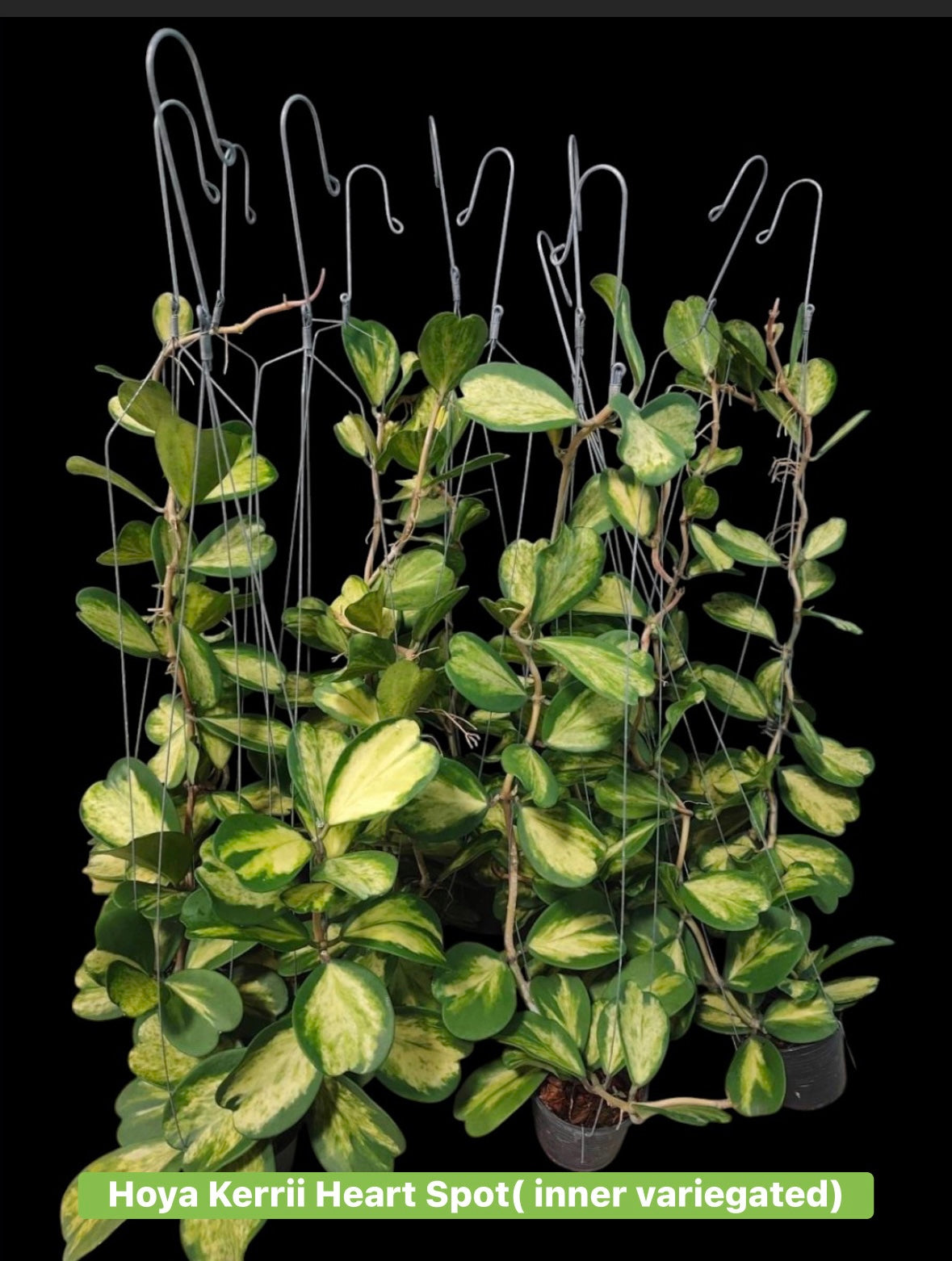 Hoya heart Kerrii picta spot ( inner variegated)