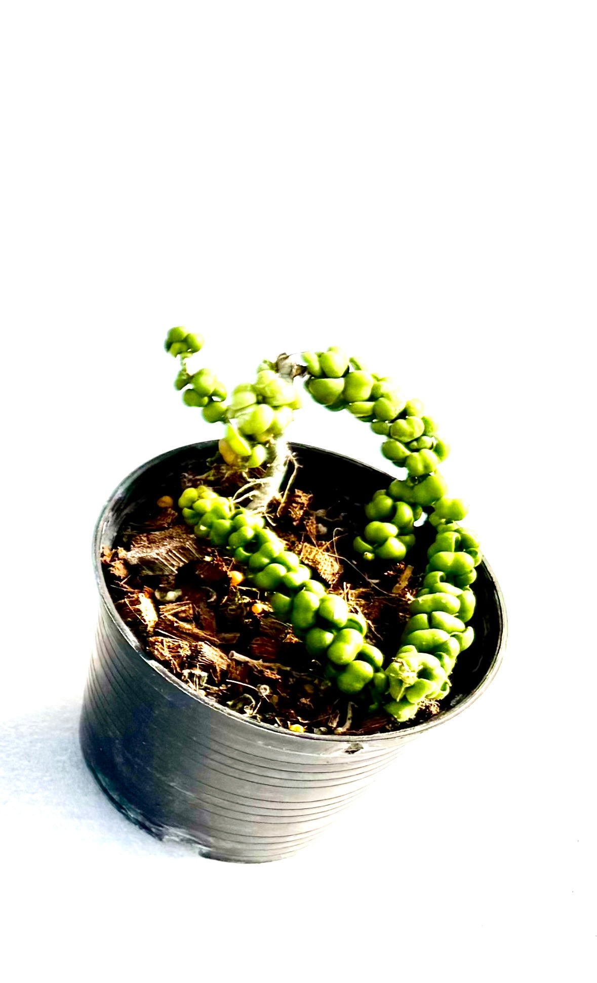 Dischidia Dragon Jade small