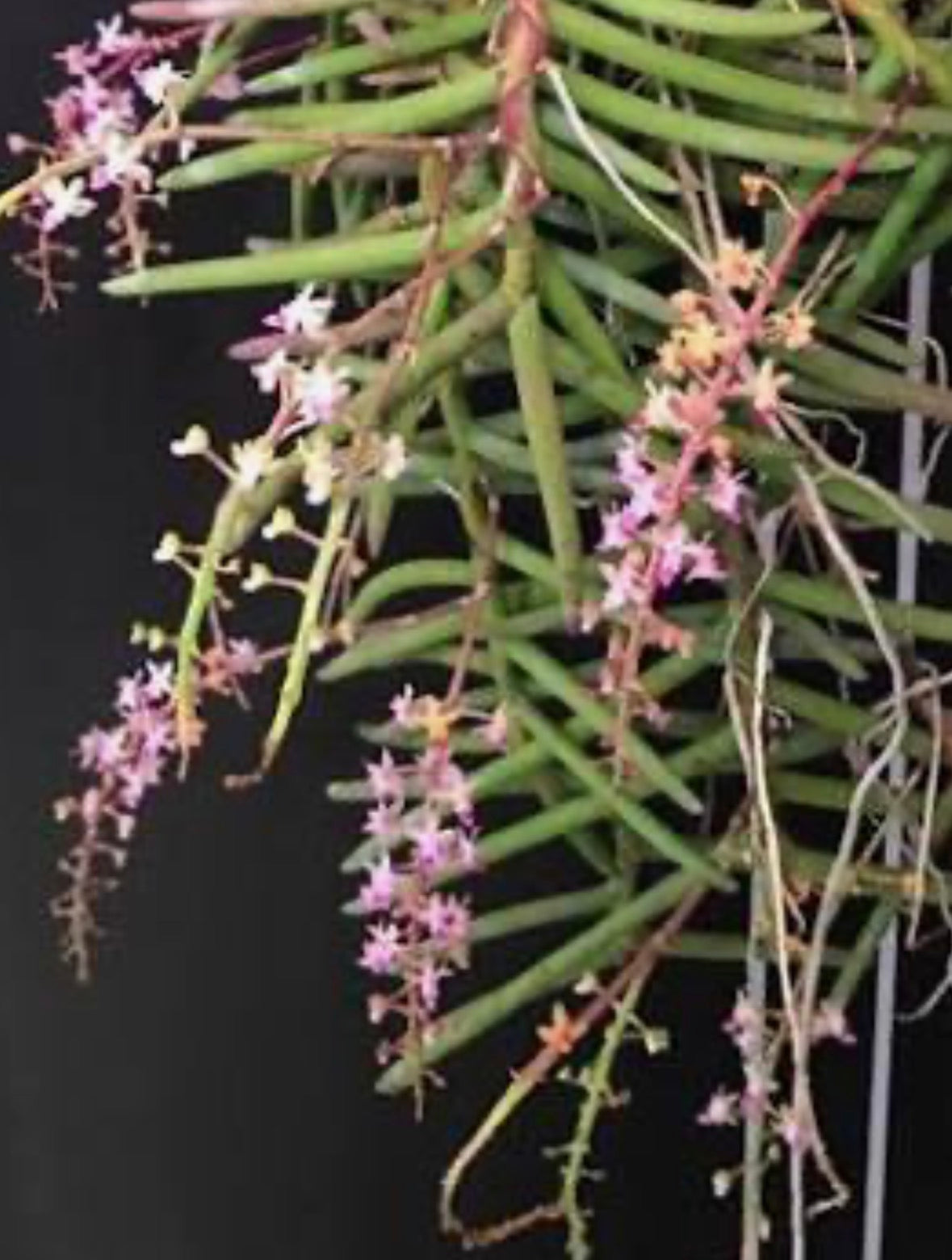 Orchid Cleisostoma arietinum