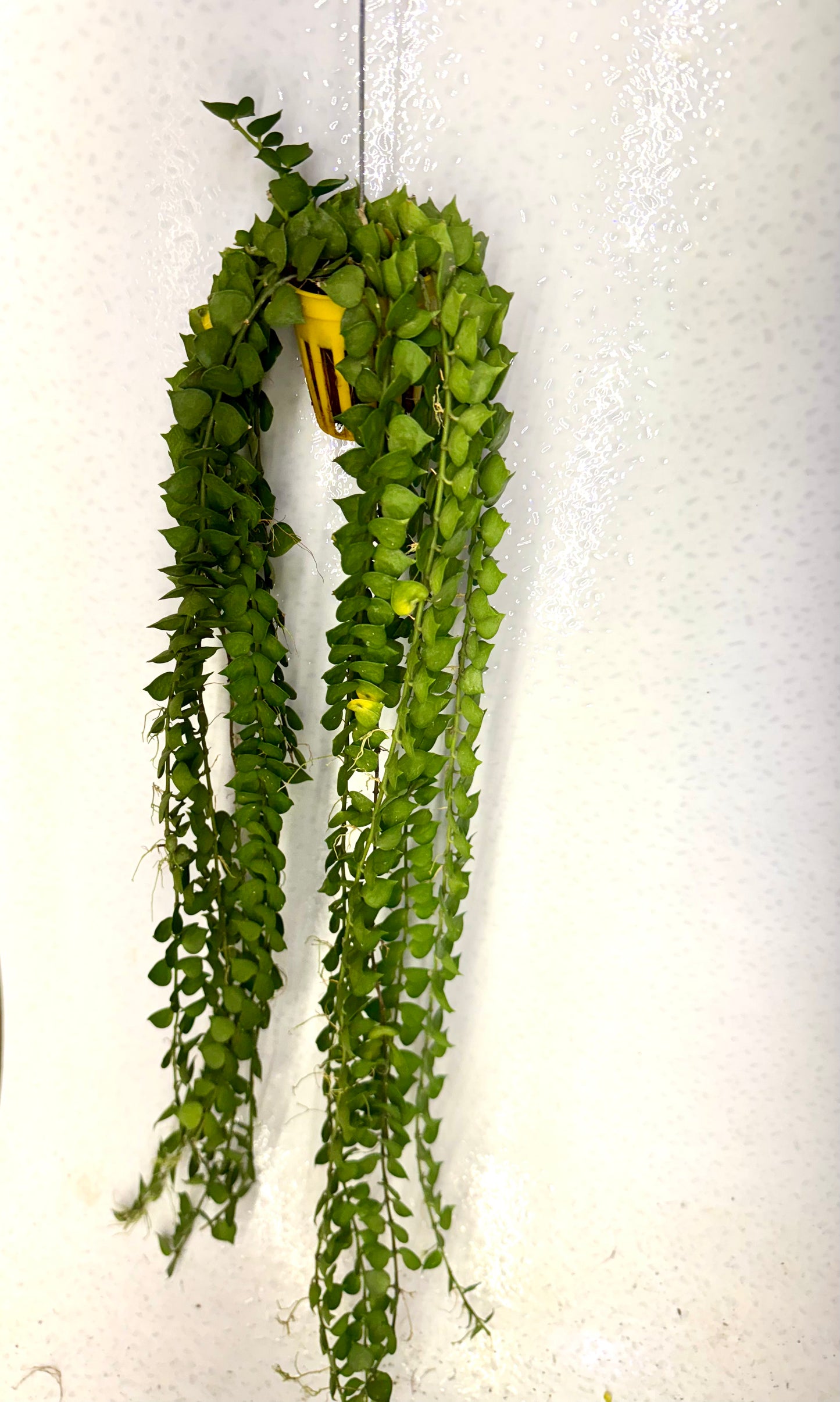 Dishchidia Million Heart Green Long Vine 20 inch long