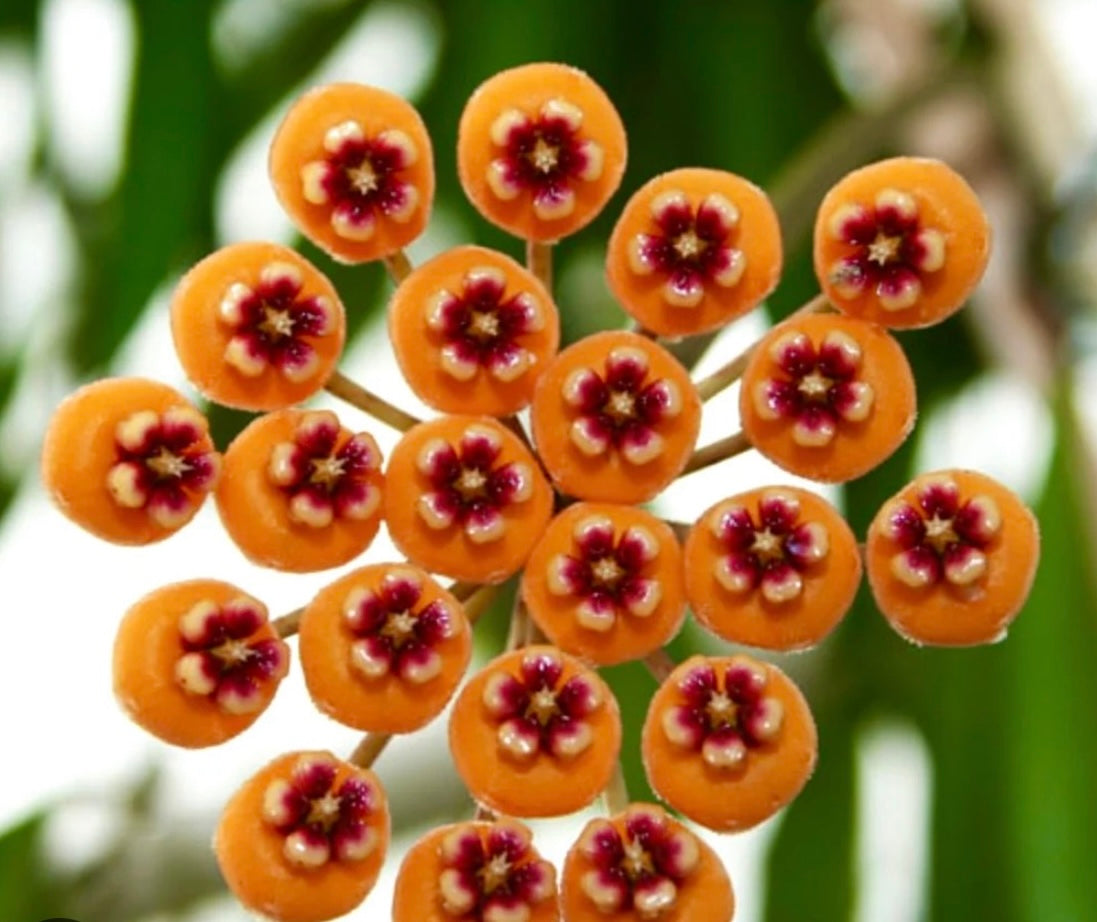 Hoya Waymaniae Borneo Red leafs