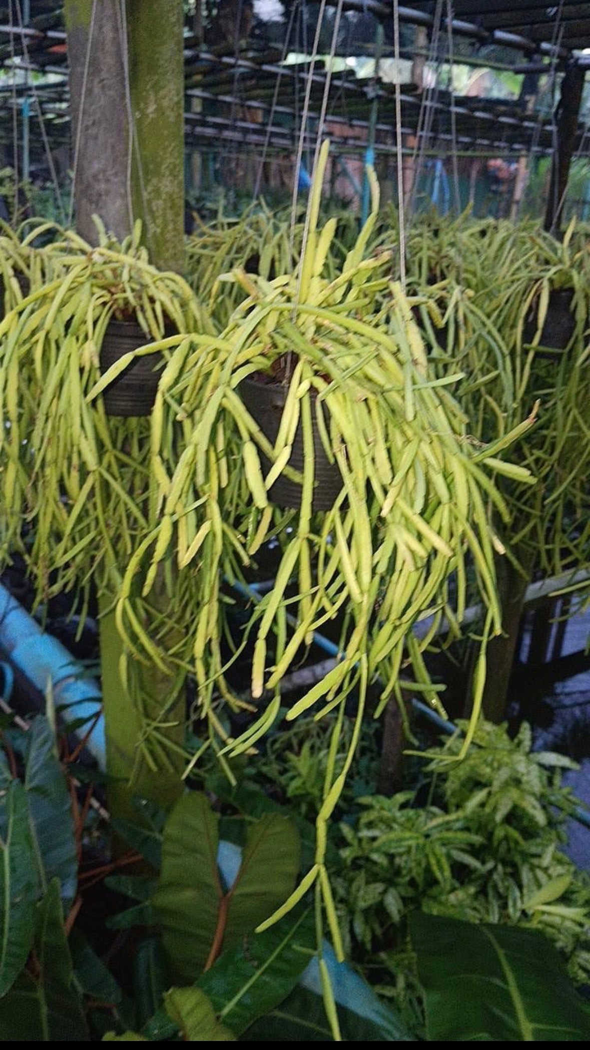 Rhipsalis Micrantha