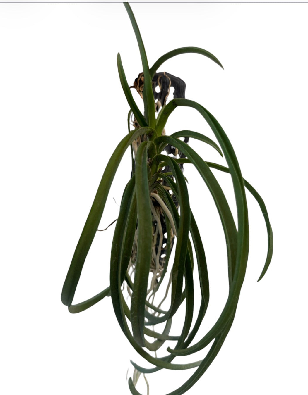 Orchid Vandachostylis (formerly Darwinara) Charm 'Blue Star' × Seidenfadenia mitrata.