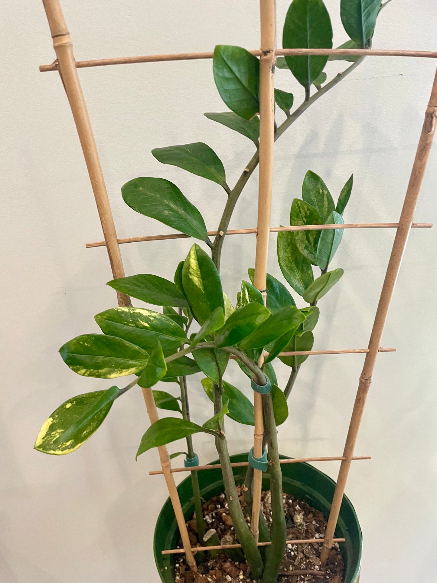 Zamioculcas zamiifolia yellow variegated ZZ