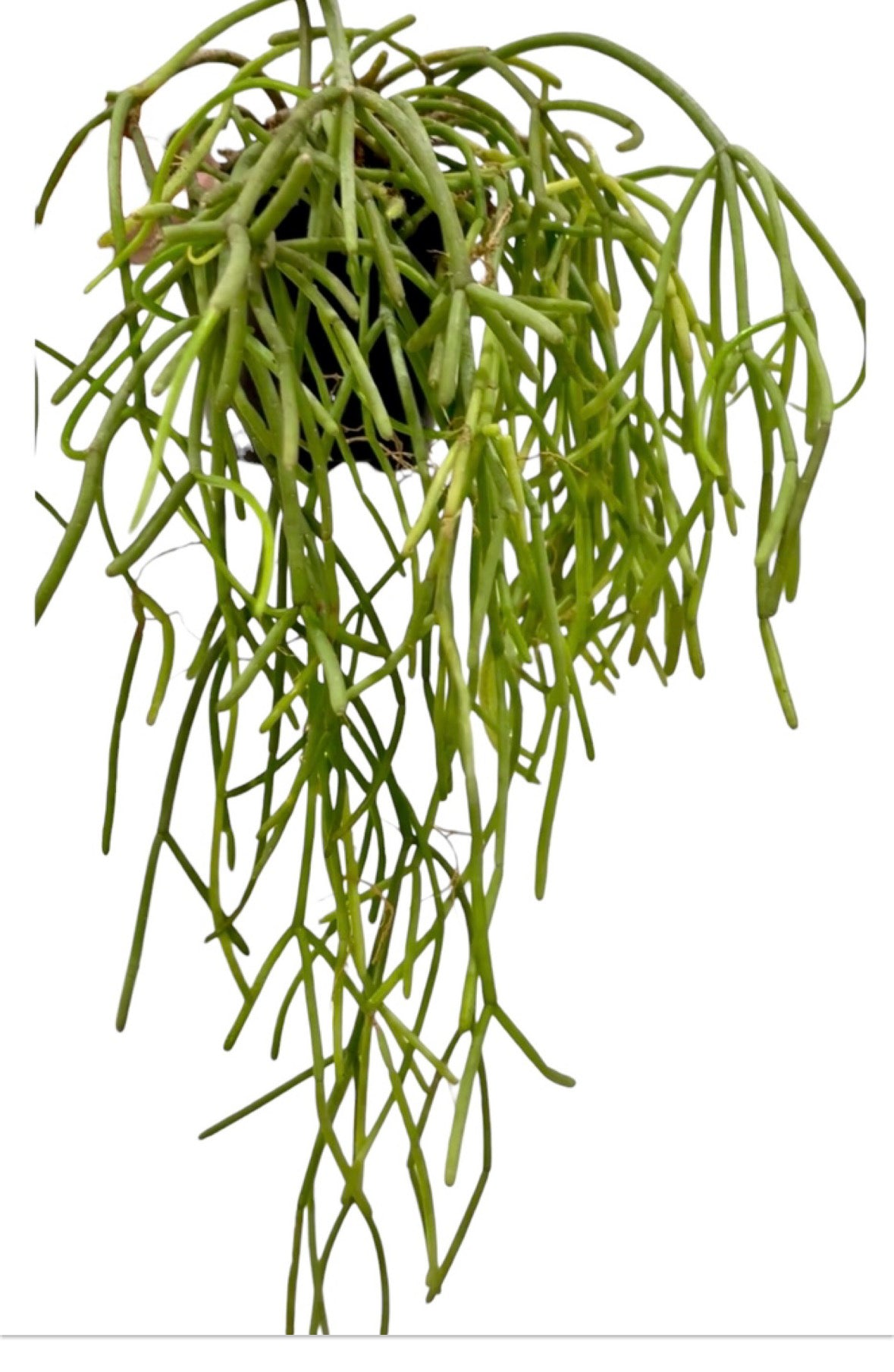 Rhipsalis sameronis