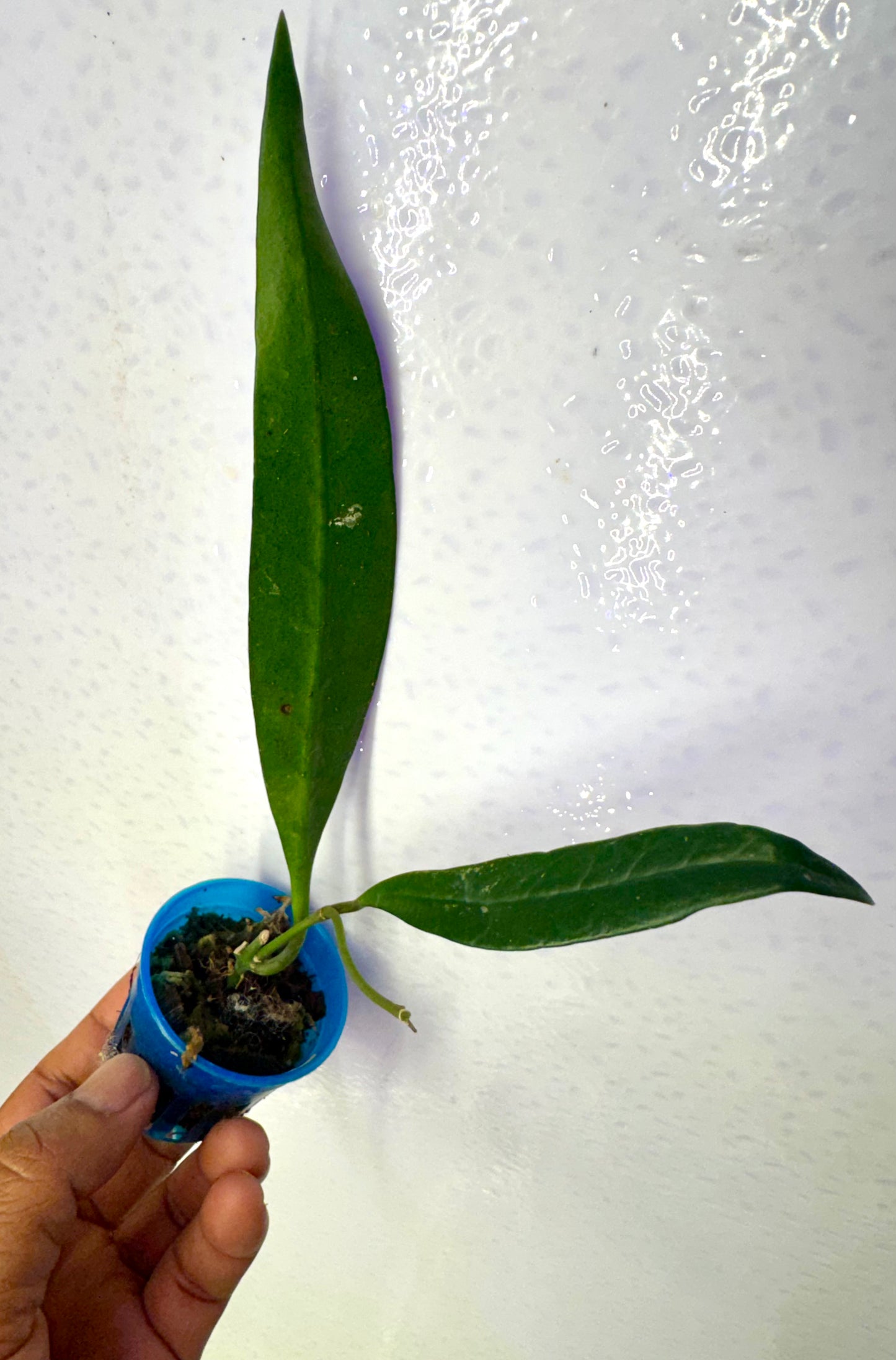 Hoya Sulawesiana