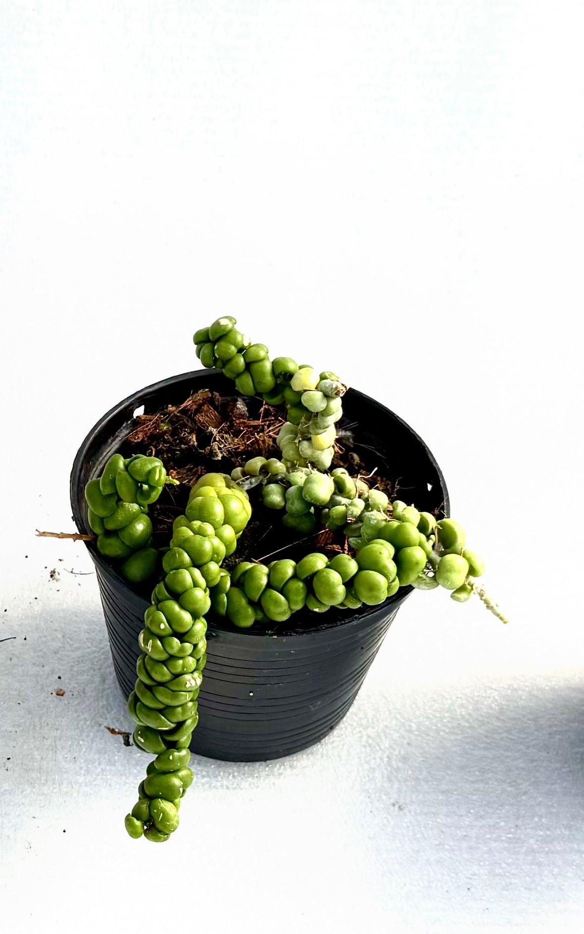 Dischidia Dragon Jade small