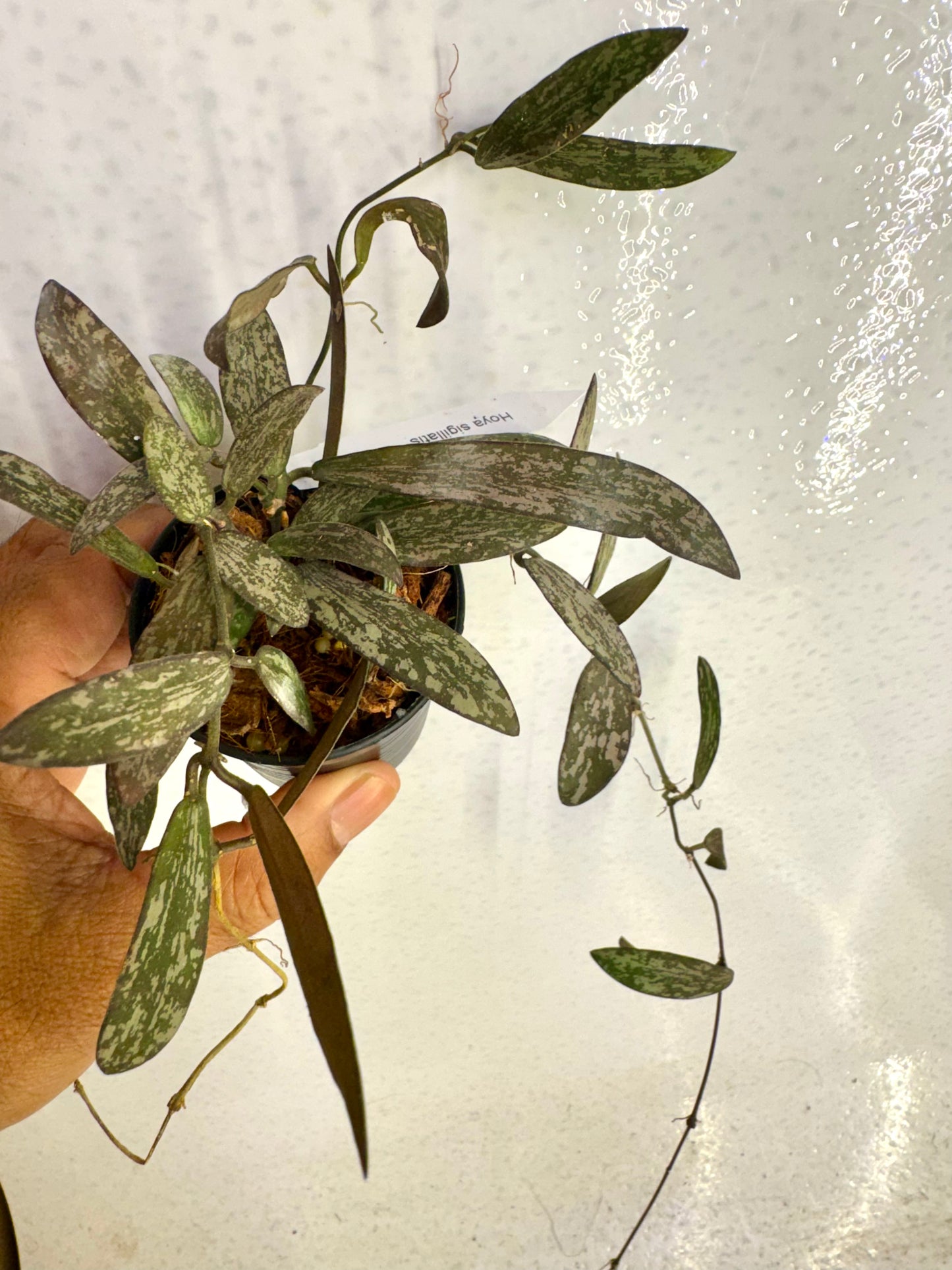 Hoya sigillatis