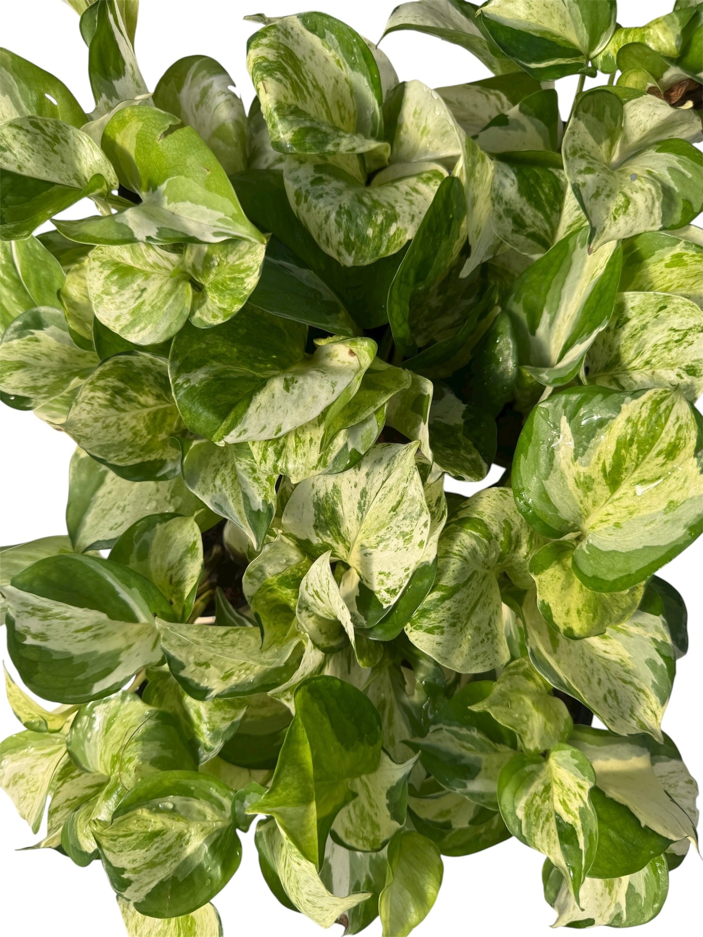 Epipremnum Manjula Potos