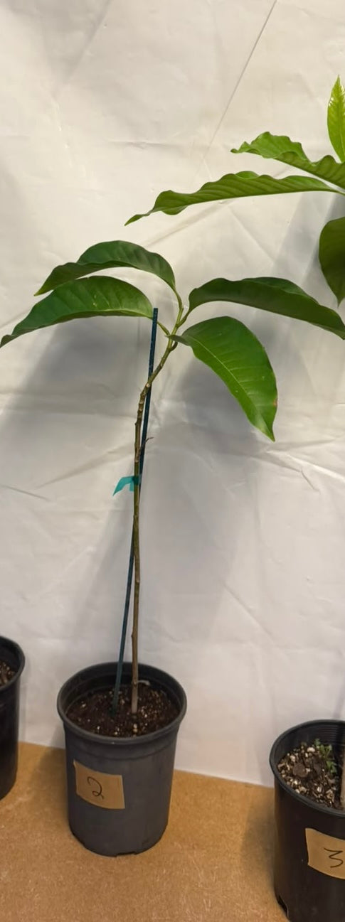 Magnolia x alba (White Champaca) Small 35 “tall