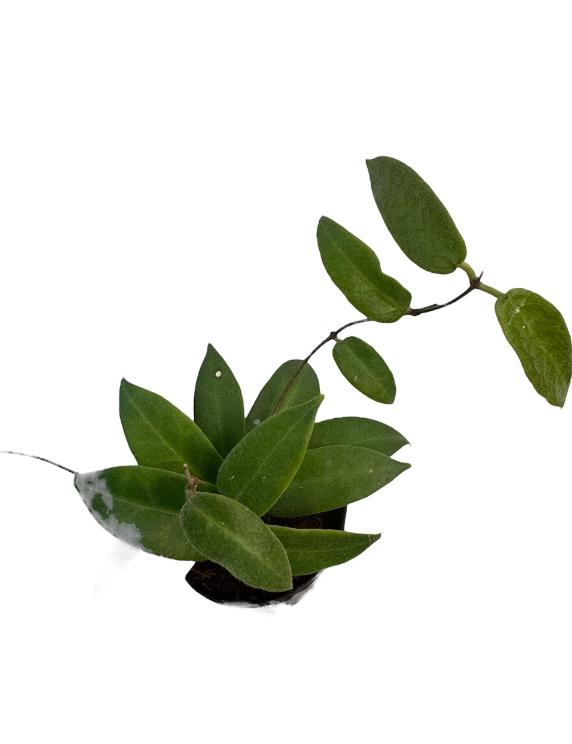 Hoya Patella Hoya